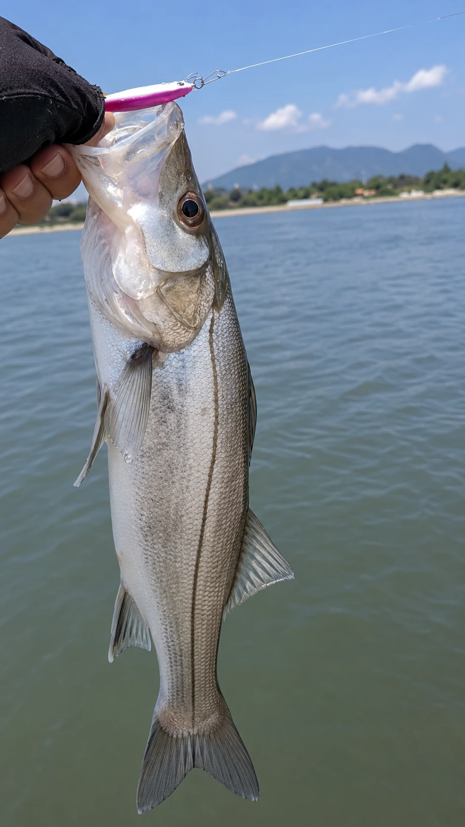 Peixe capturado com isca artificial durante pesca esportiva em Caraguatatuba